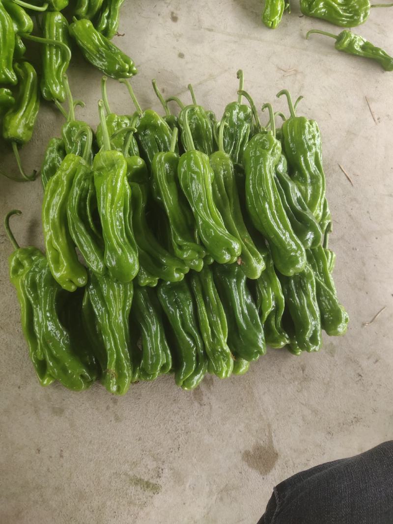 山东精品薄皮椒芜湖椒，产地现货，新鲜色泽鲜艳，供货全国市场