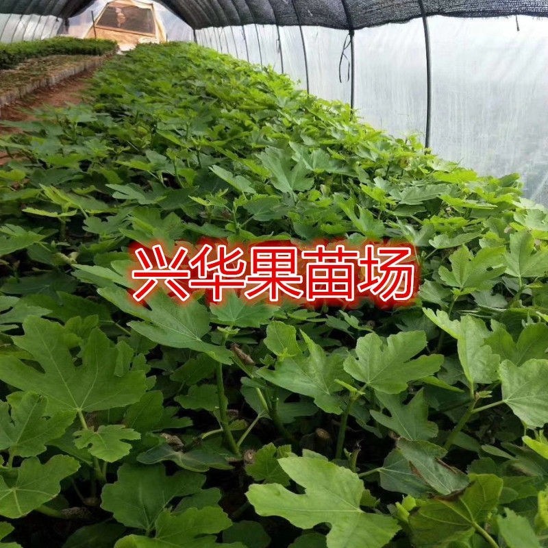 果树苗无花果苗波姬红无花果苗南北方种植果树苗带杯包邮