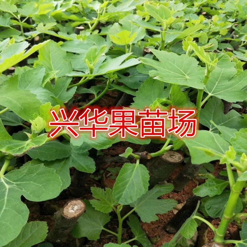 果树苗无花果苗波姬红无花果苗南北方种植果树苗带杯包邮