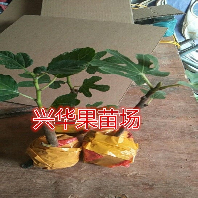 果树苗无花果苗波姬红无花果苗南北方种植果树苗带杯包邮