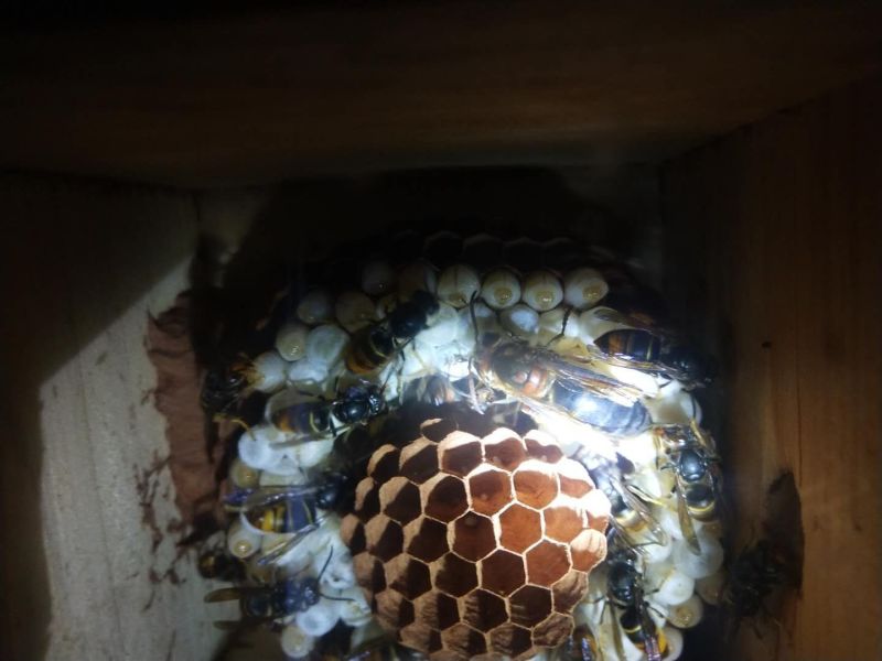 胡蜂（红娘，黄脚，七里，金环）蜂群预定中