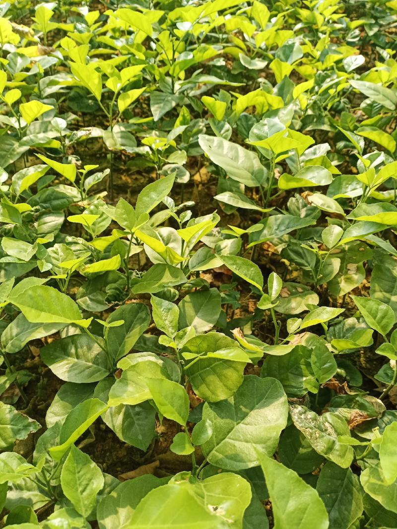 黄皮果苗，大小规格都有，奶苗，适合嫁接苗，接受带枝条来
