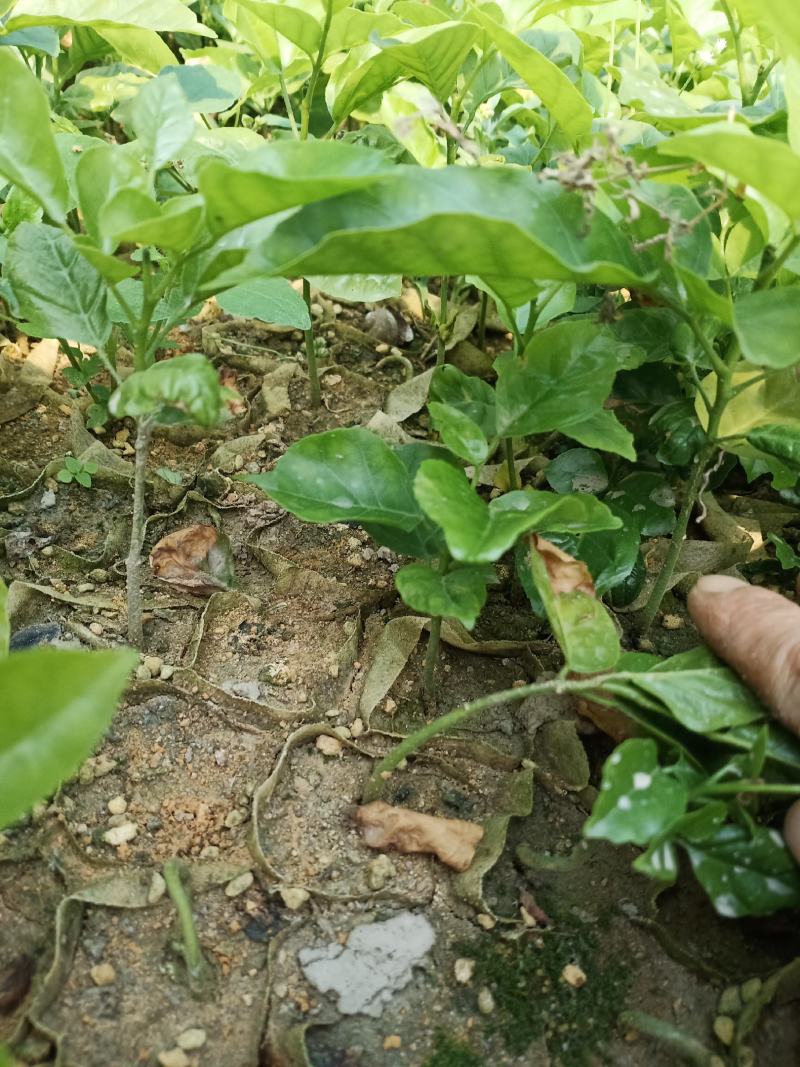 黄皮果苗，大小规格都有，奶苗，适合嫁接苗，接受带枝条来