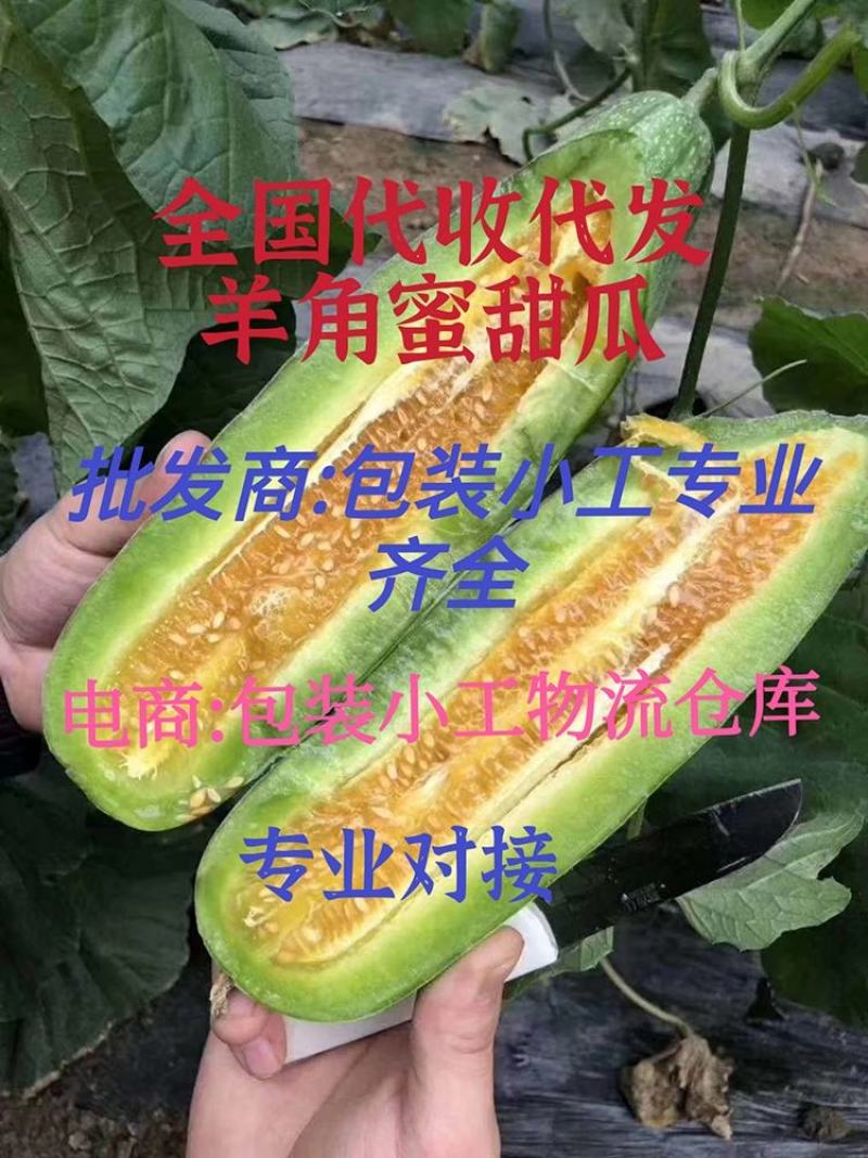 山东精品羊角蜜甜瓜产地直发承接电商微商无中间商差价