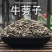 牛蒡子500克g新货牛旁子牛蒡子大力子牛蒡籽100g