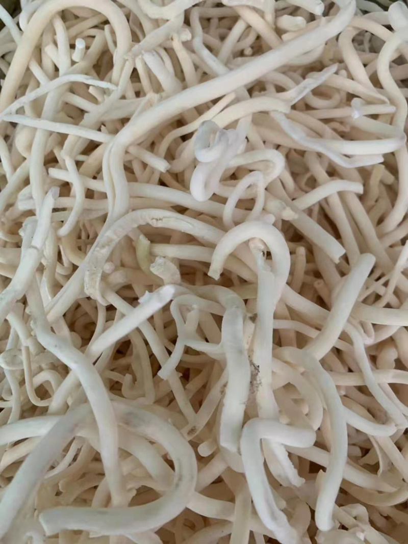 小通草【包邮】三斤起发货可批量可零售量大从优
