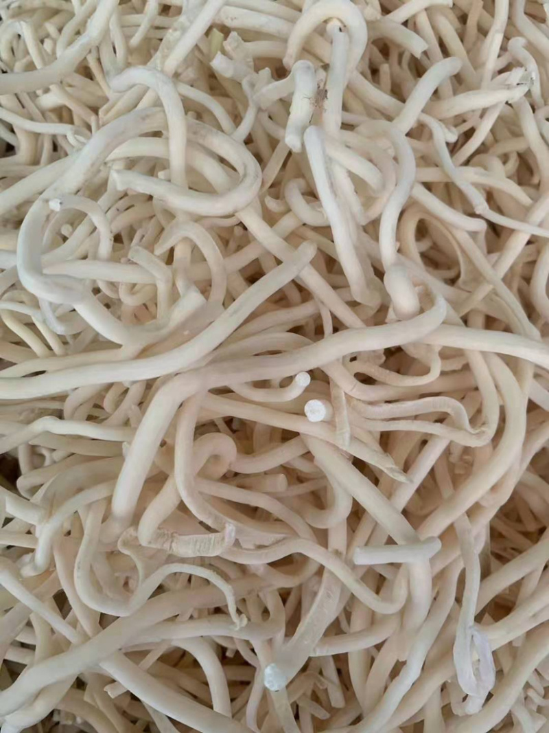 小通草【包邮】三斤起发货可批量可零售量大从优