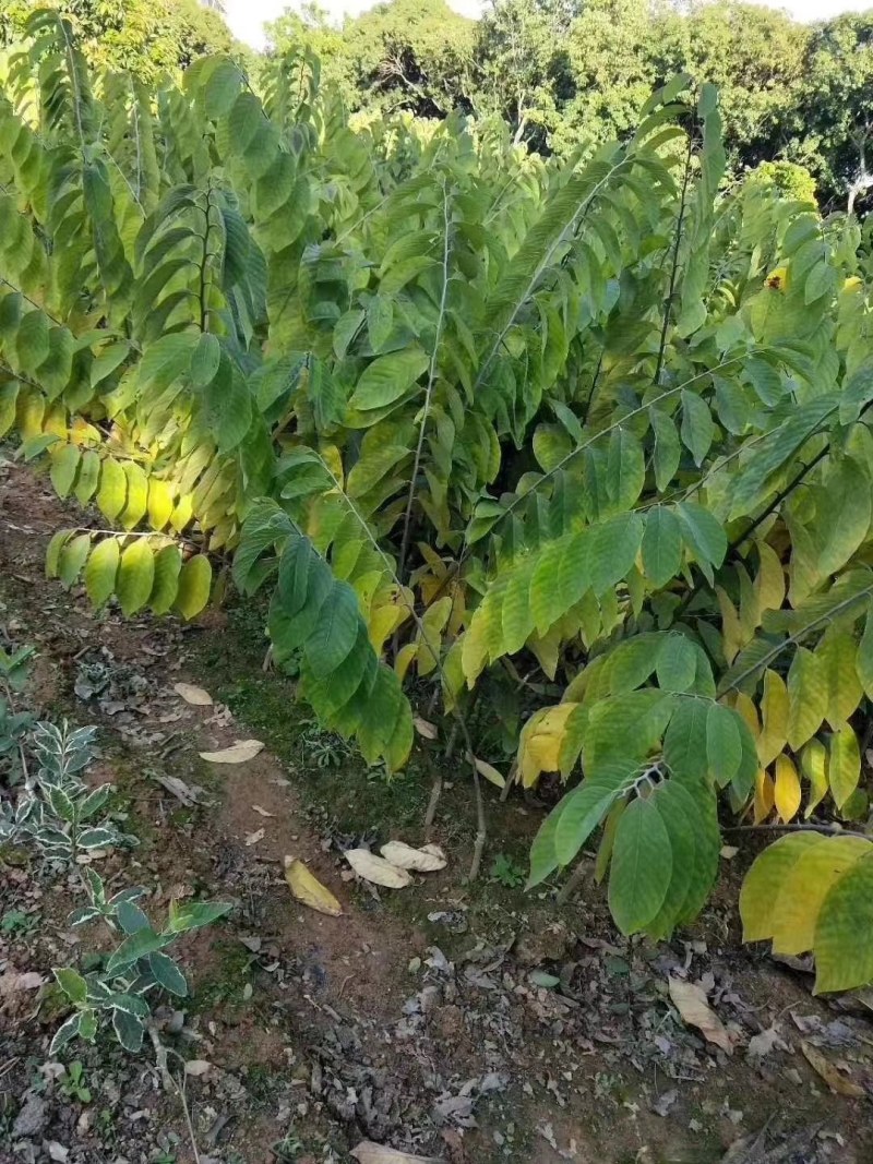 泰国大黄释迦苗，台湾释迦苗，大量供应