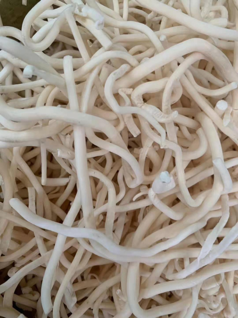 小通草【包邮】三斤起发货可批量可零售量大从优