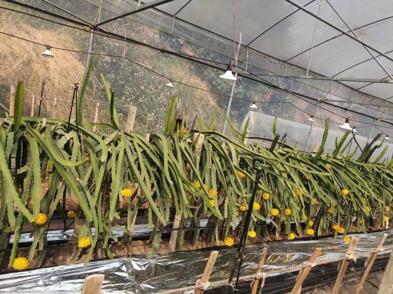 红心火龙果苗、白心火龙果苗、燕窝火龙果苗，基地直销