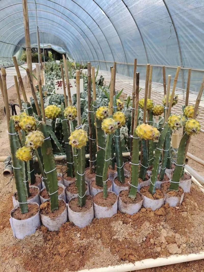 红心火龙果苗、白心火龙果苗、燕窝火龙果苗，基地直销