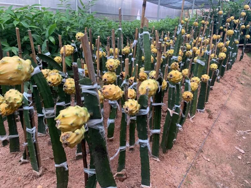 红心火龙果苗、白心火龙果苗、燕窝火龙果苗，基地直销