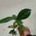 油茶树苗嫁接高产油茶红花油茶苗茶油树