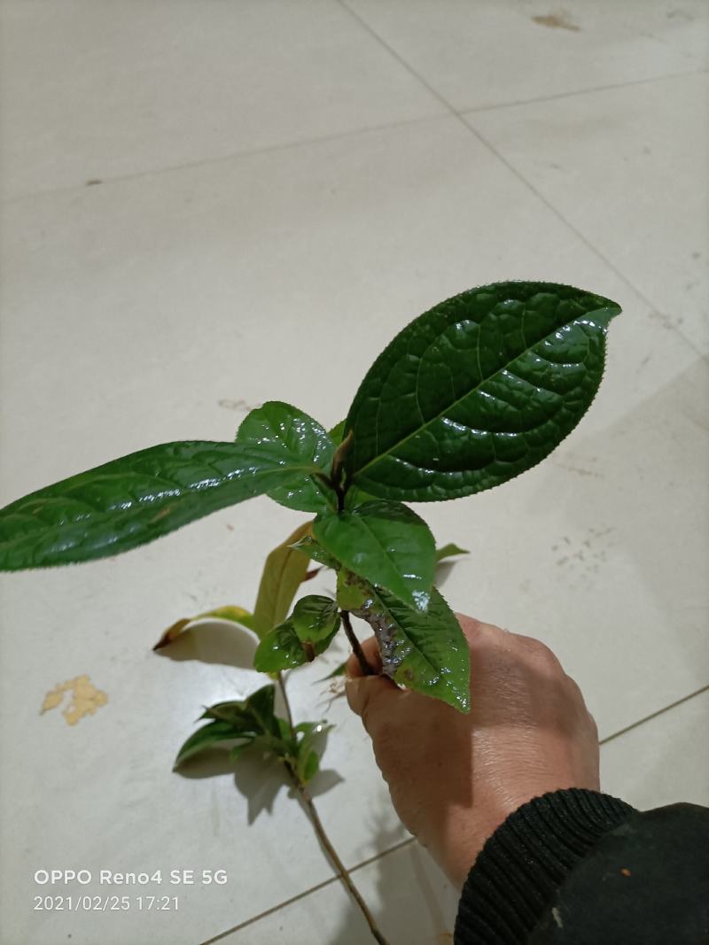 油茶树苗嫁接高产油茶红花油茶苗茶油树