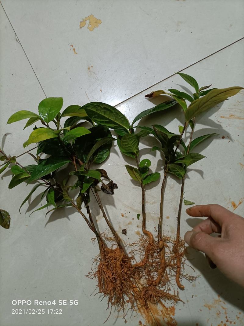 油茶树苗嫁接高产油茶红花油茶苗茶油树