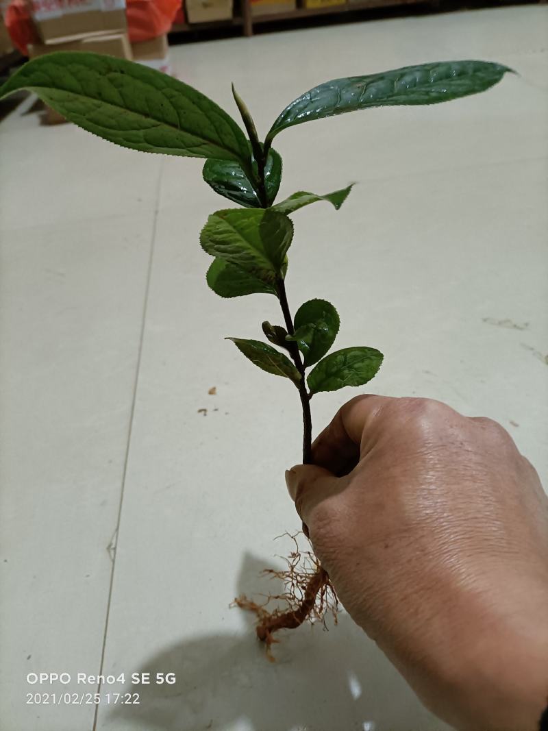 油茶树苗嫁接高产油茶红花油茶苗茶油树