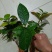 油茶树苗嫁接高产油茶红花油茶苗茶油树