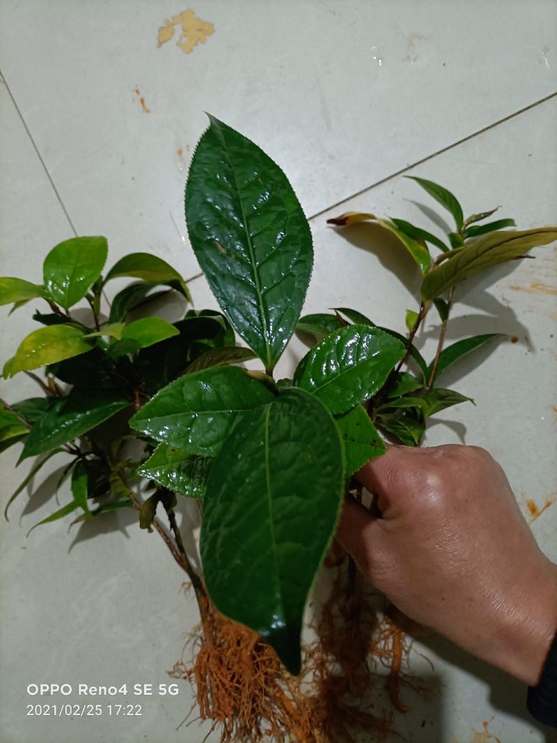 油茶树苗嫁接高产油茶红花油茶苗茶油树