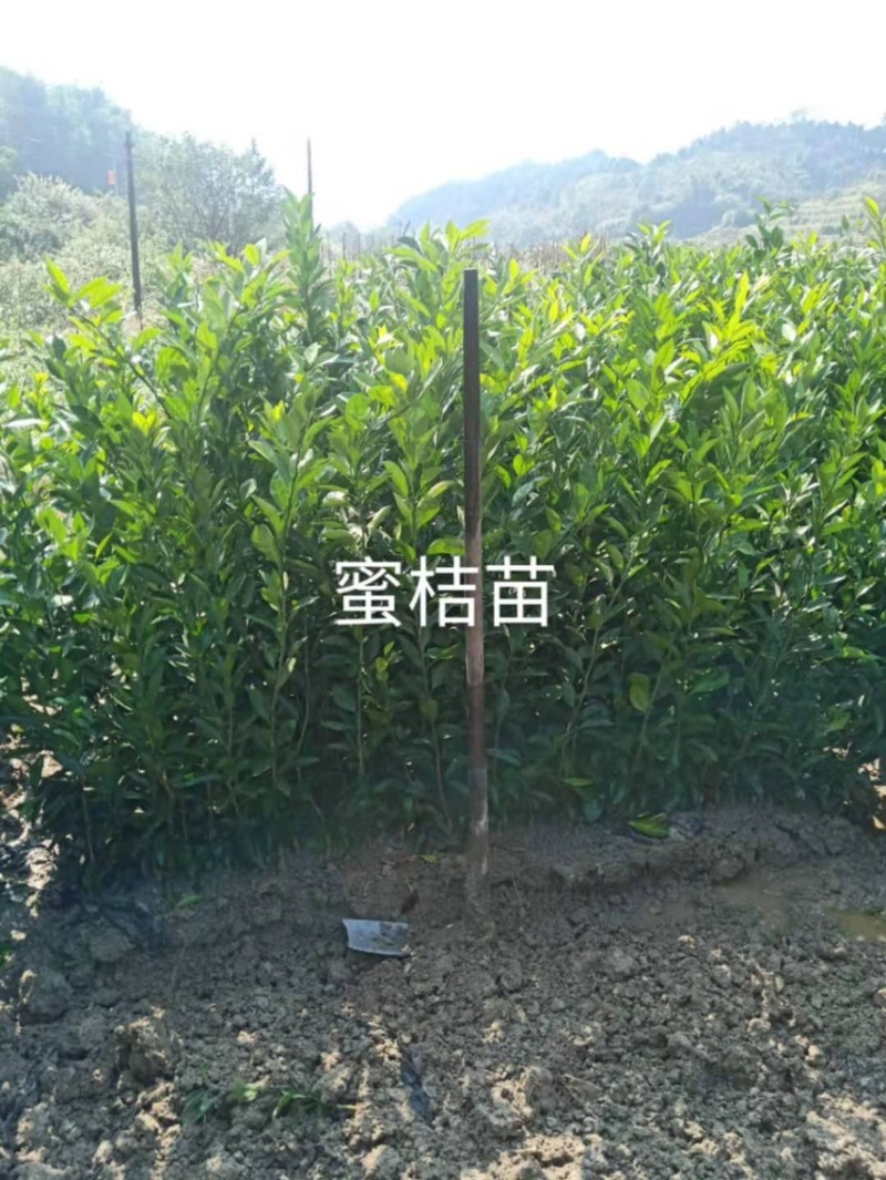 【推荐】蜜桔苗，湖南蜜橘苗，产地直销，包成活率，包质量