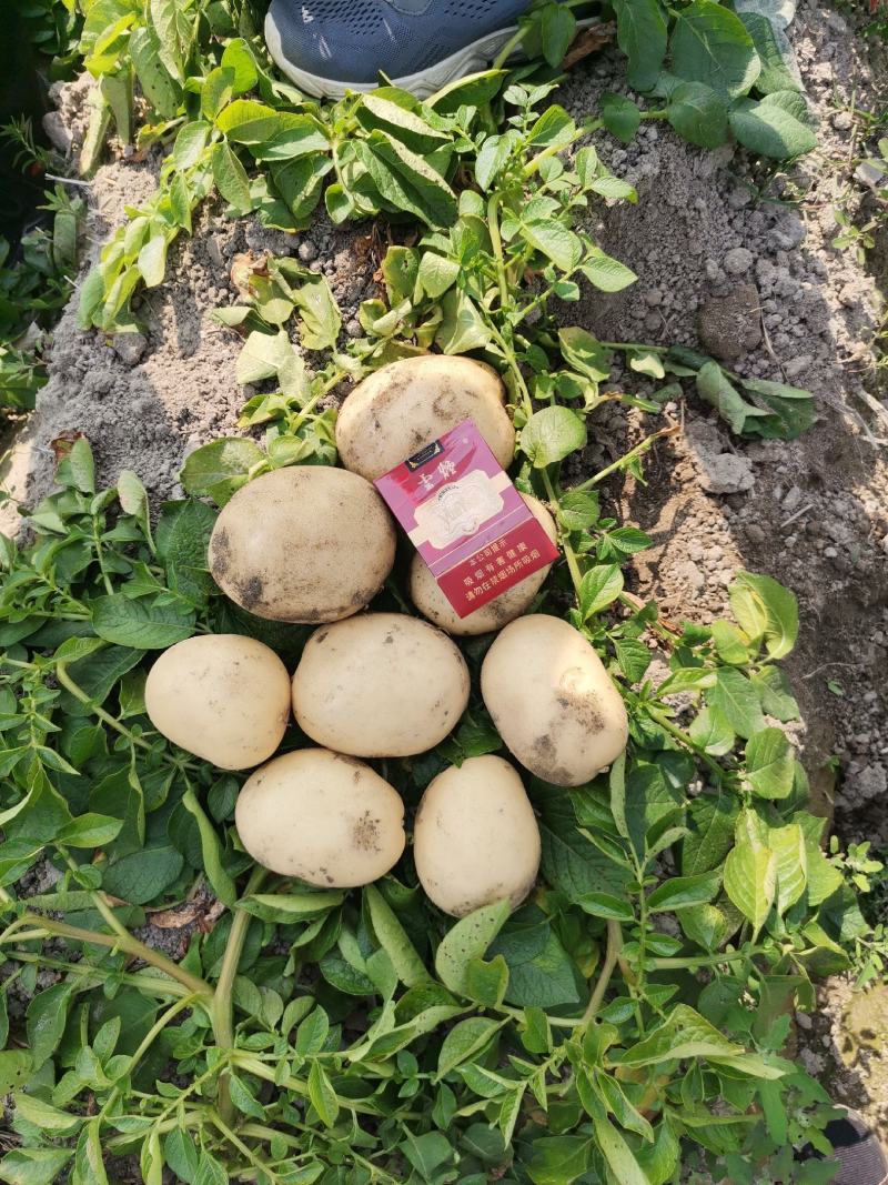 盈江丽暑六号订级好货