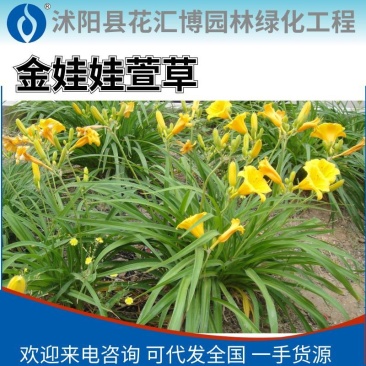 金娃娃萱草金娃娃萱草工程苗基地直发量大从优