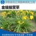 金娃娃萱草金娃娃萱草工程苗基地直发量大从优