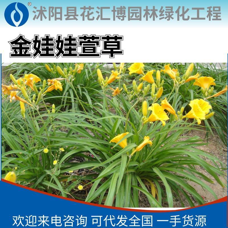 金娃娃萱草金娃娃萱草工程苗基地直发量大从优