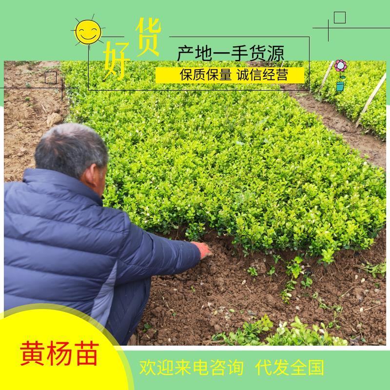 江苏小叶黄杨苗量大从优包成活品种放心苗