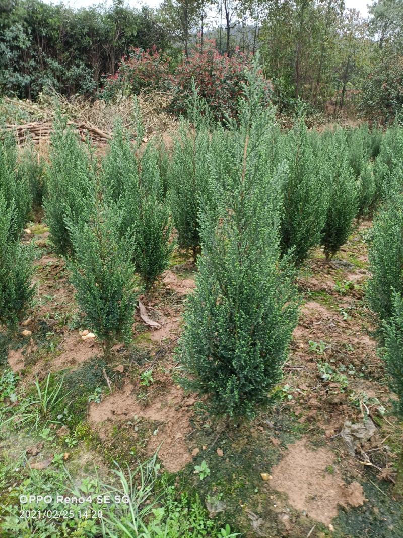 塔柏树苗圆柏树清明墓地松柏树造林树苗矿山绿化工程苗