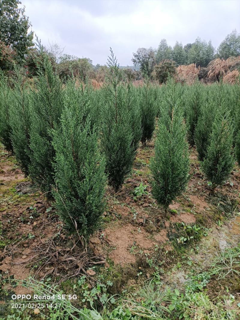 塔柏树苗圆柏树清明墓地松柏树造林树苗矿山绿化工程苗
