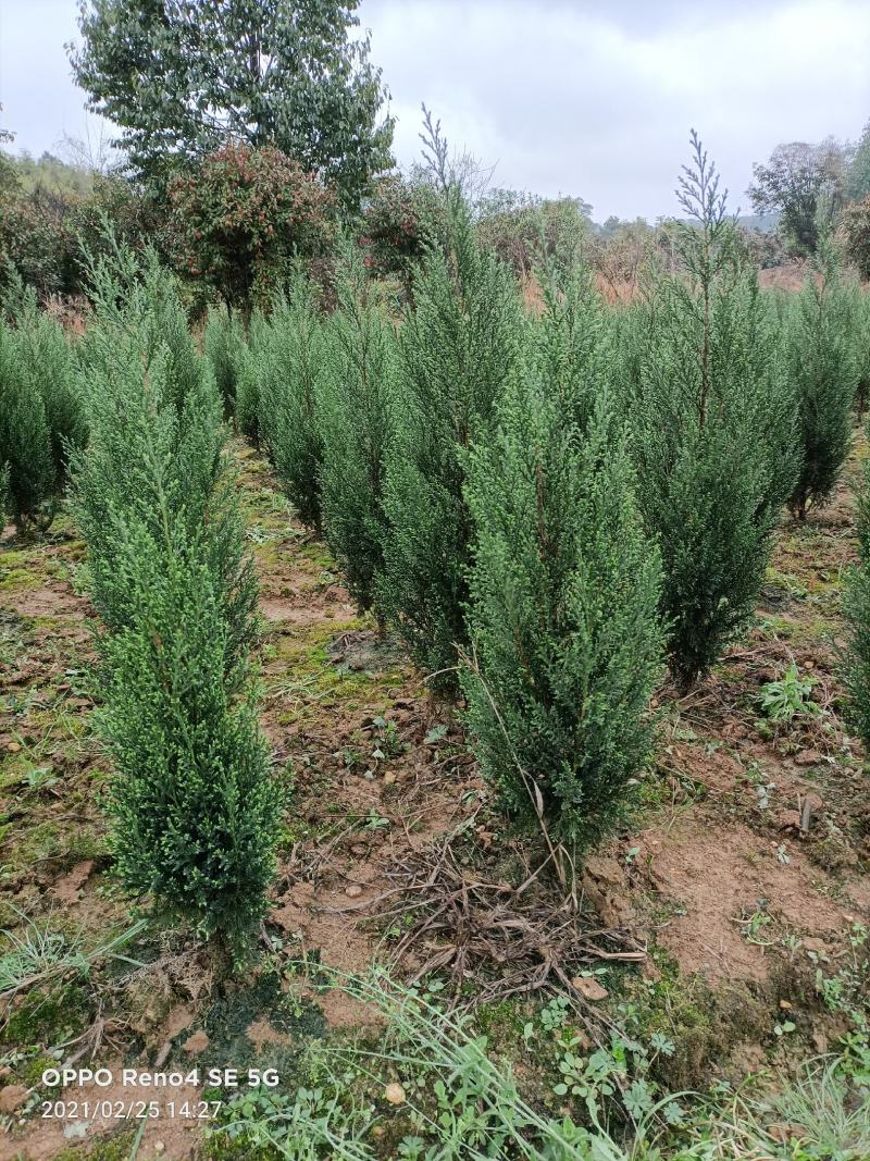 塔柏树苗圆柏树清明墓地松柏树造林树苗矿山绿化工程苗