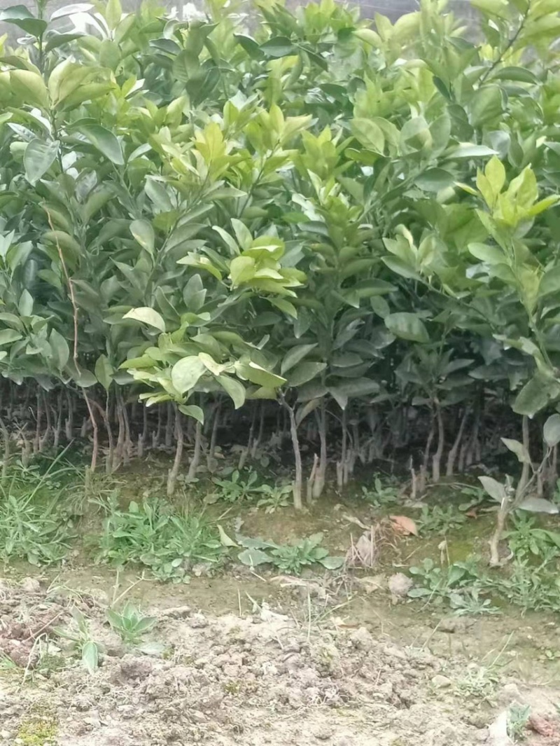 （热销）精品纽荷尔脐橙苗，柑桔苗，对接批发，现挖现发