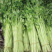 精品香芹，细条九两到一斤左右价格稳定！！