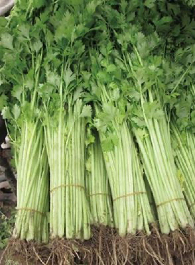 精品香芹，细条九两到一斤左右价格稳定！！