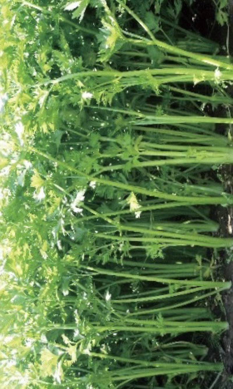 精品香芹，细条九两到一斤左右价格稳定！！