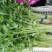 精品香芹，细条九两到一斤左右价格稳定！！