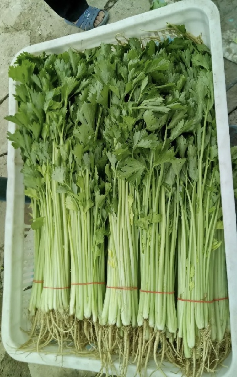 精品香芹，细条九两到一斤左右价格稳定！！