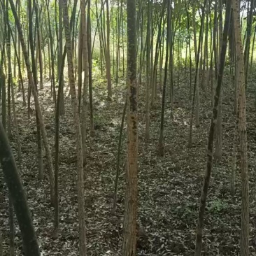 国槐，3到8公分国槐量大