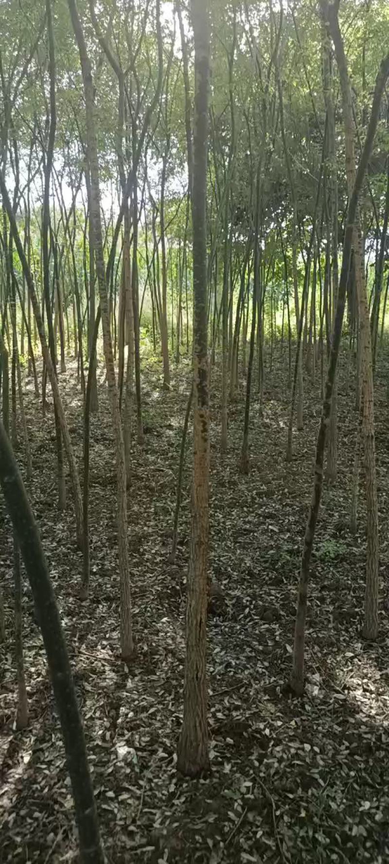 国槐，3到8公分国槐量大