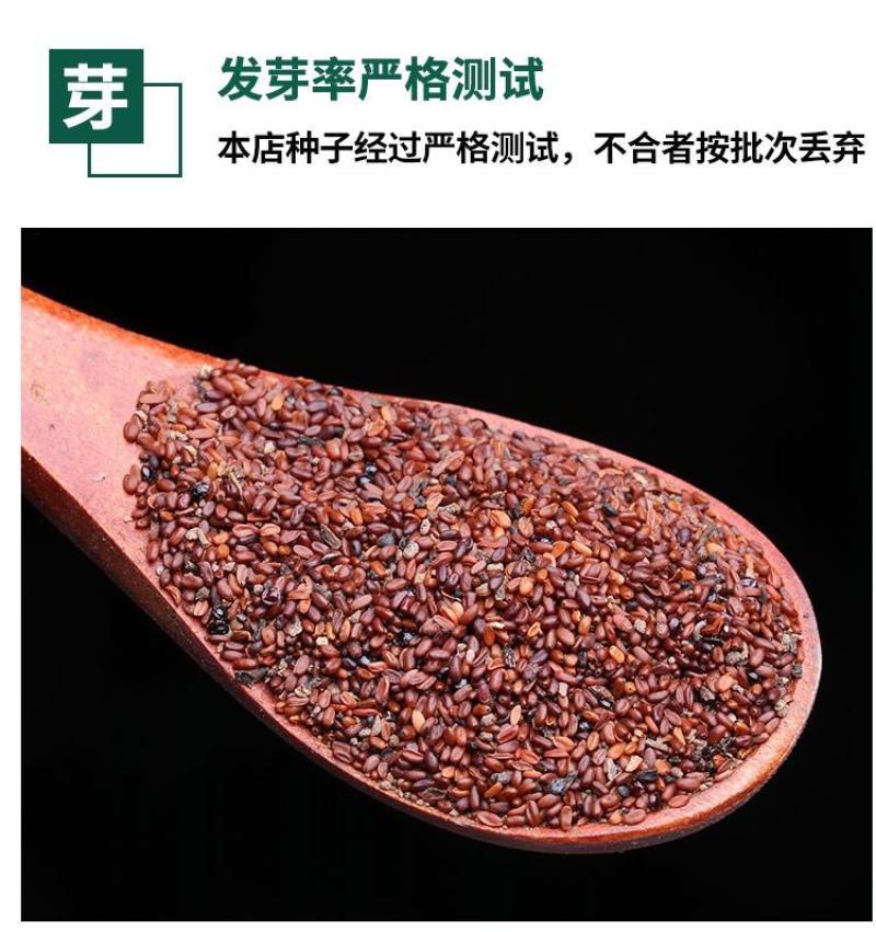 甘肃党参种子发芽率高纯新党参种子颗粒饱满干净产地批发