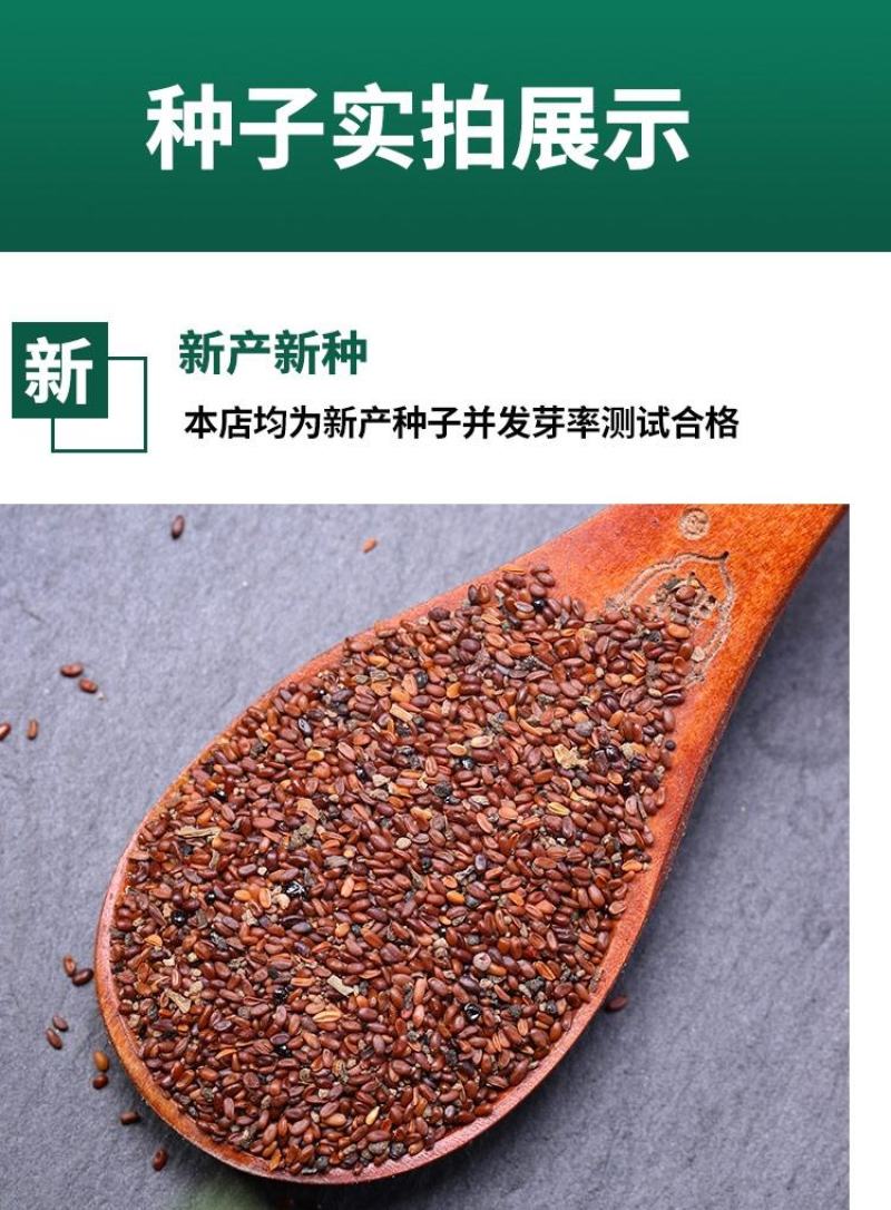 甘肃党参种子发芽率高纯新党参种子颗粒饱满干净产地批发