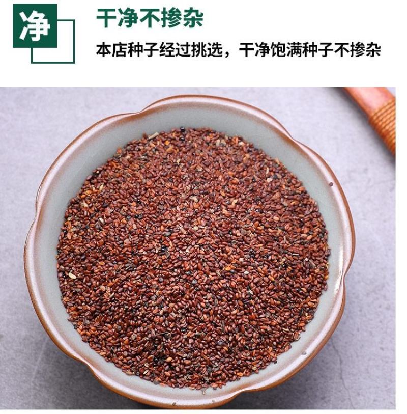 甘肃党参种子发芽率高纯新党参种子颗粒饱满干净产地批发