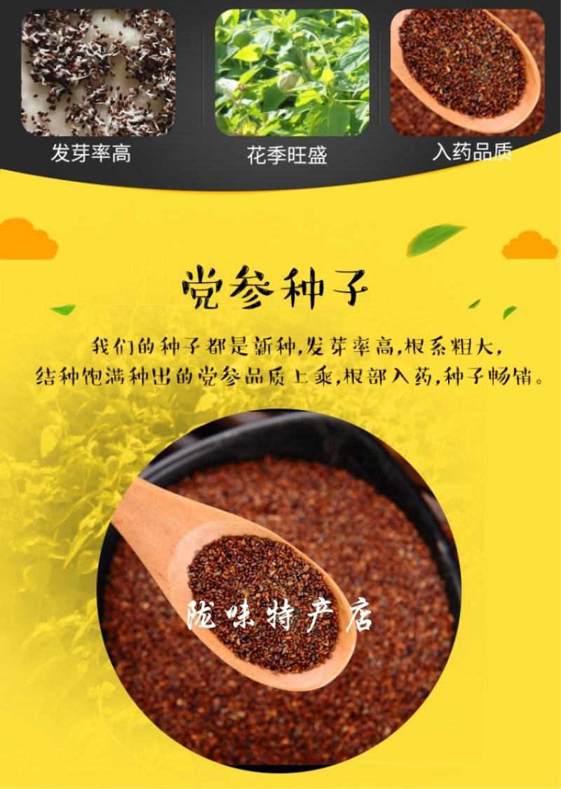 甘肃党参种子发芽率高纯新党参种子颗粒饱满干净产地批发