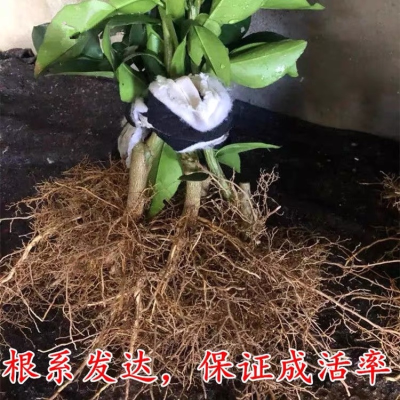 【放心苗】黄金贡柚苗，辰溪贡柚苗，货源充足，量大从优