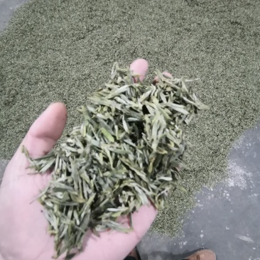 大量批发蒙顶山绿茶，高中低