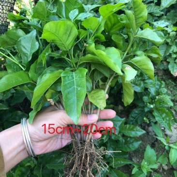 黄皮种苗小苗直生苗播种苗黄皮播种黑黄皮苗