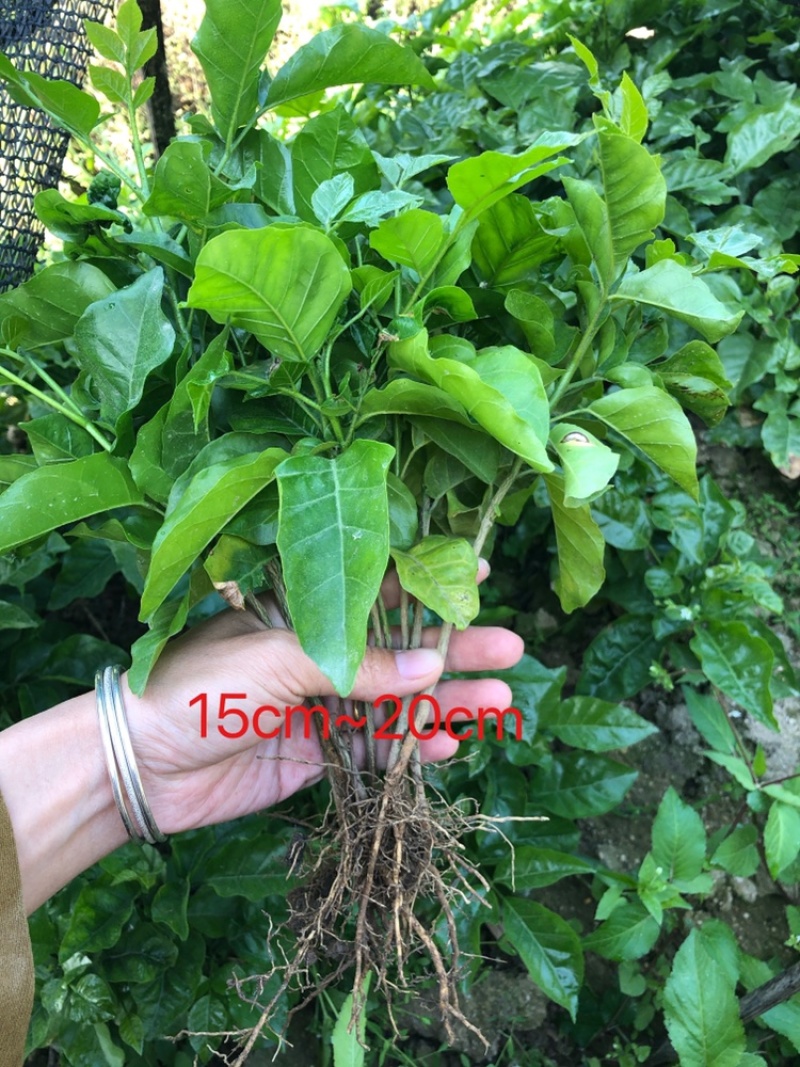 黄皮种苗小苗直生苗播种苗黄皮播种黑黄皮苗