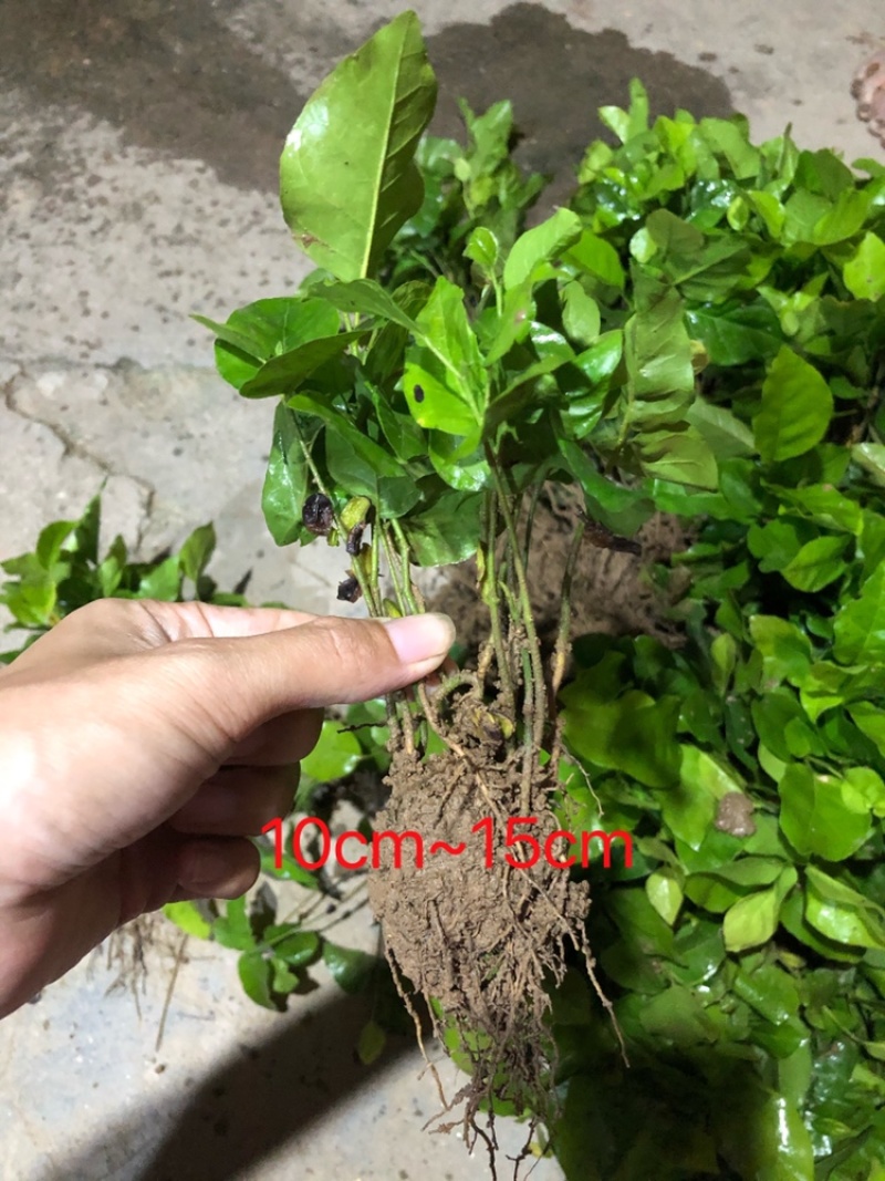黄皮种苗小苗直生苗播种苗黄皮播种黑黄皮苗