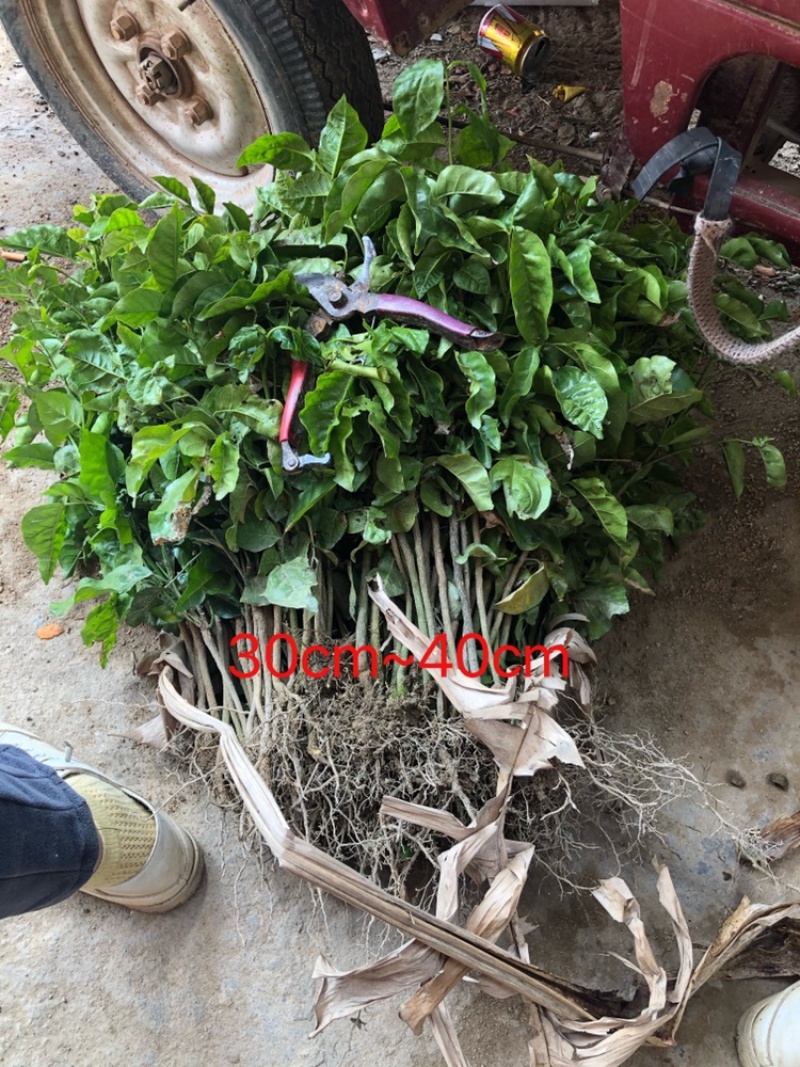 黄皮种苗小苗直生苗播种苗黄皮播种黑黄皮苗