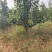 山西5-10公分樱桃树，15-20公分大规格樱桃树